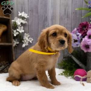 Stefani, Miniature Golden Retriever Puppy